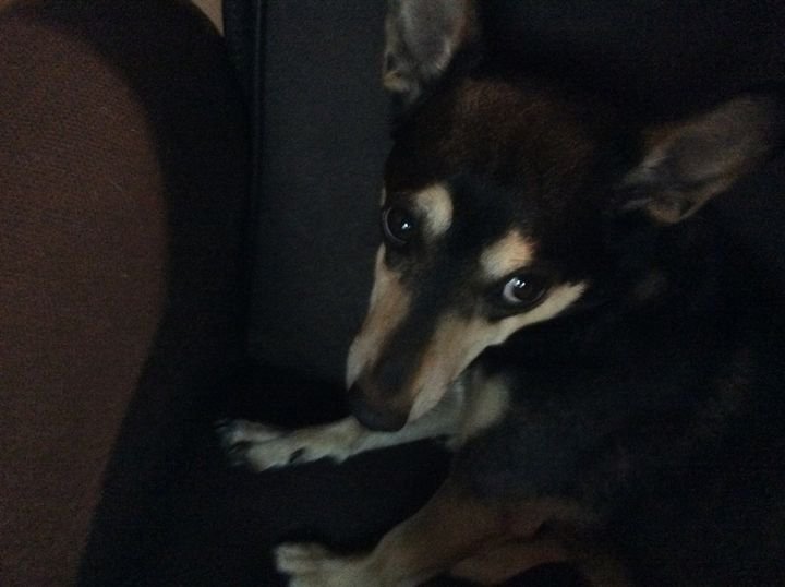Buster has my back.jpg