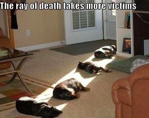 Cat death ray.jpg
