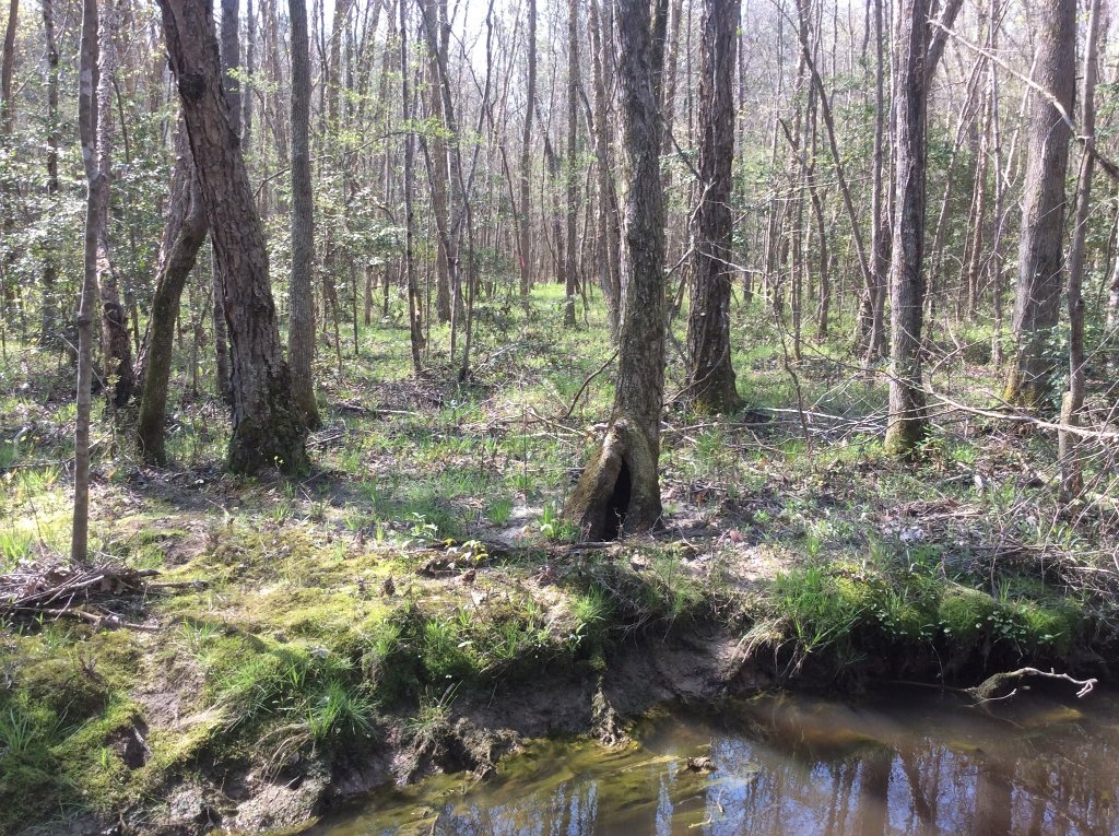 land across the creek..jpg