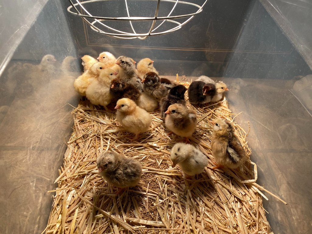 chicks 210417 comp.jpg