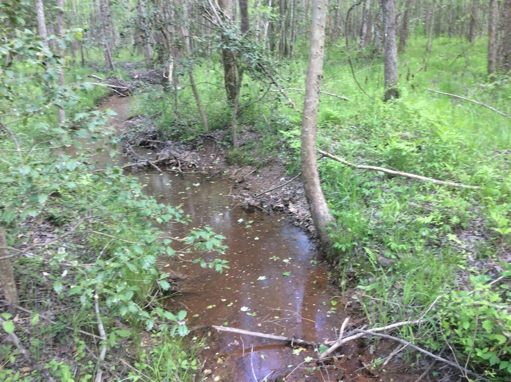 another little creek a short ways across from the main one.jpg