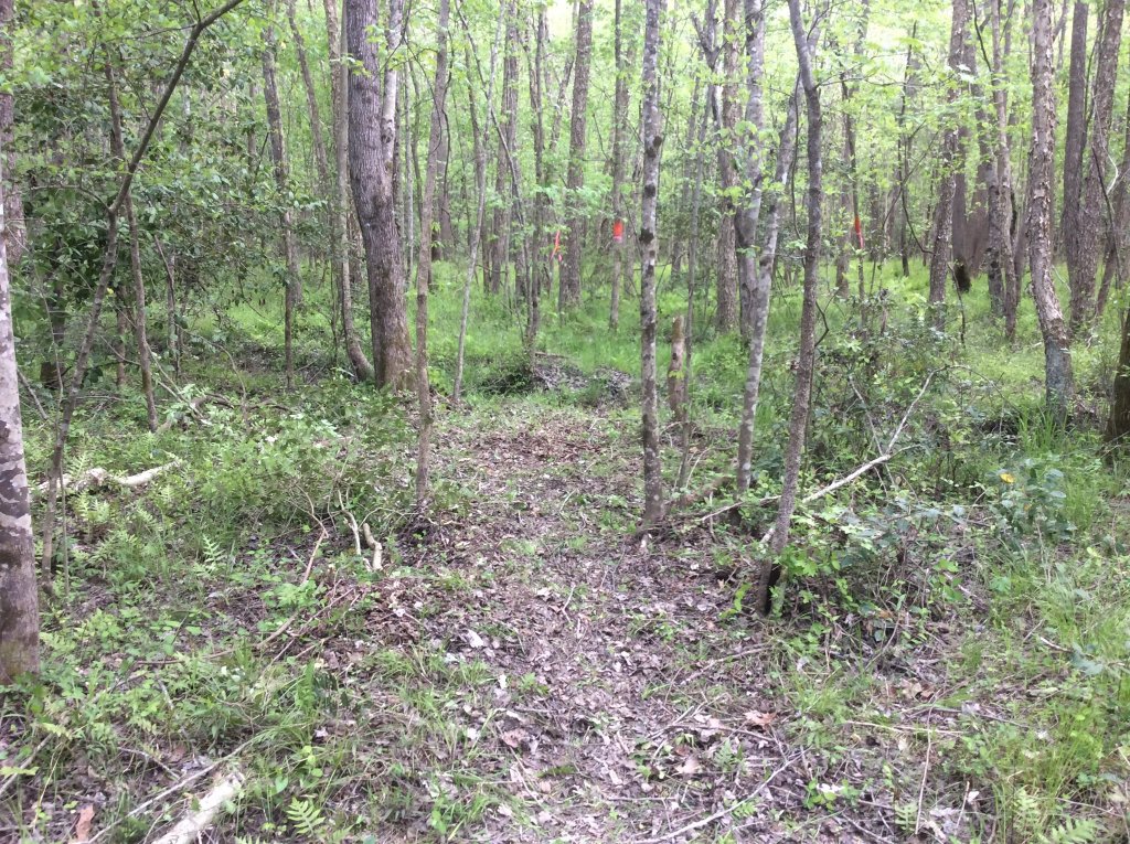 cutting trail across the creek.jpg
