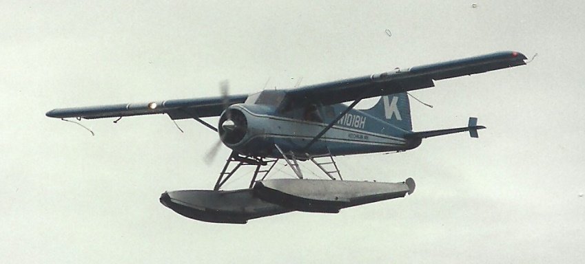 Beaver in Alaska.jpg
