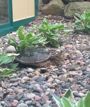 Turtle.jpg