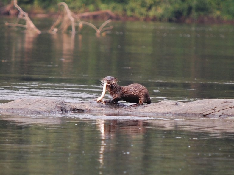 otter and eel.jpg