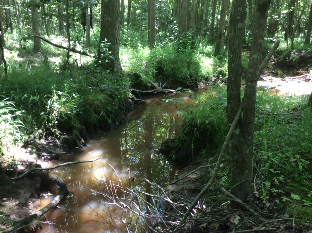 creek view 6 15 21.jpg
