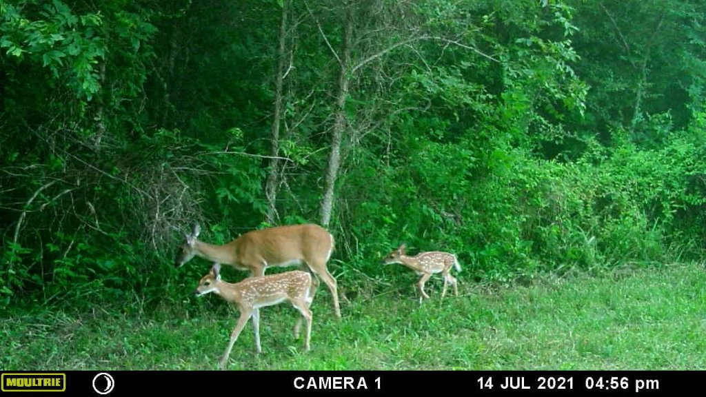 twins pic.jpg