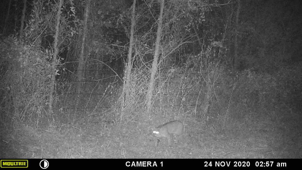 bobcat 201124.jpg