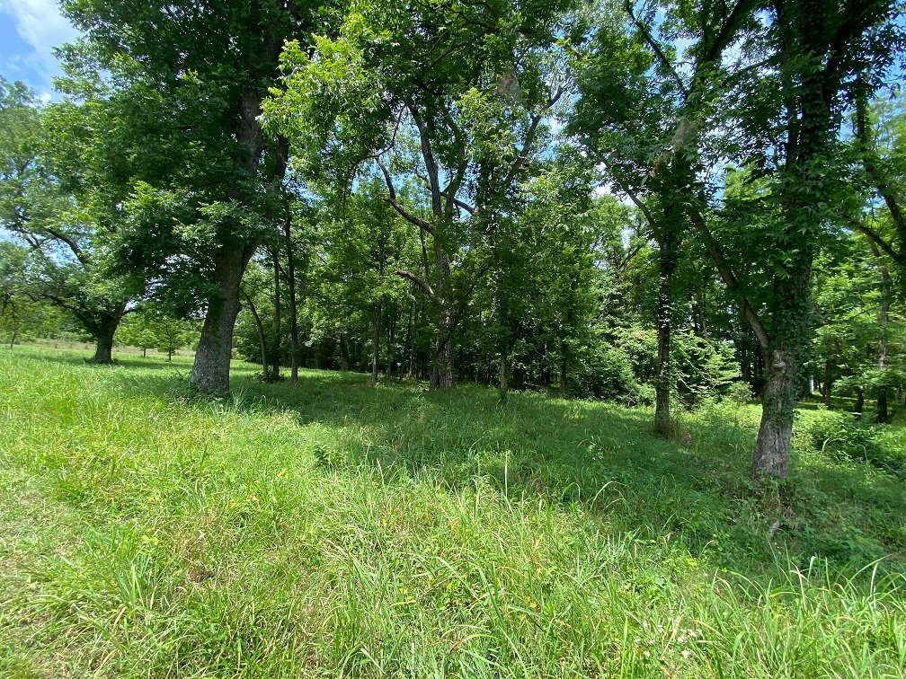 orchard view c.jpg