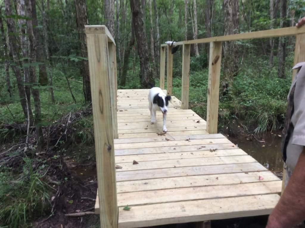 railing up and Ace checking out the bridge.jpg