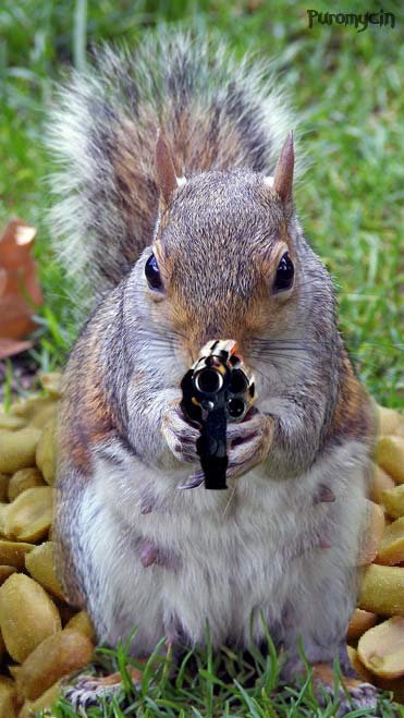 Squirrel with a SW.jpg