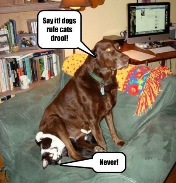 Dogs-rule-.jpg