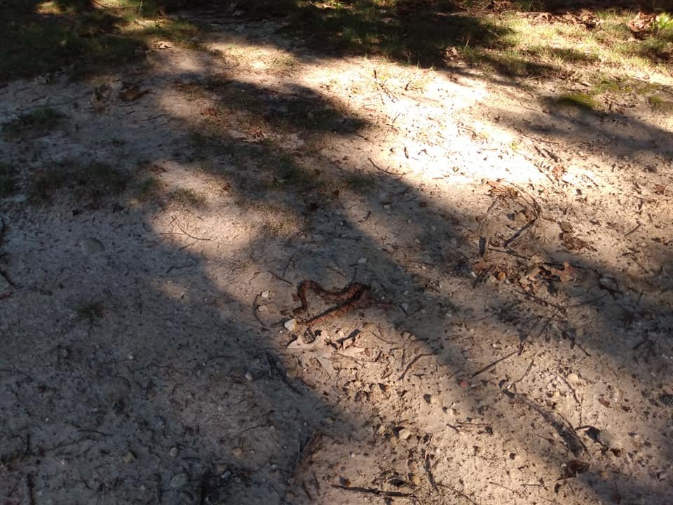 copperhead sighted on morning dog walk 9 24 21.jpg