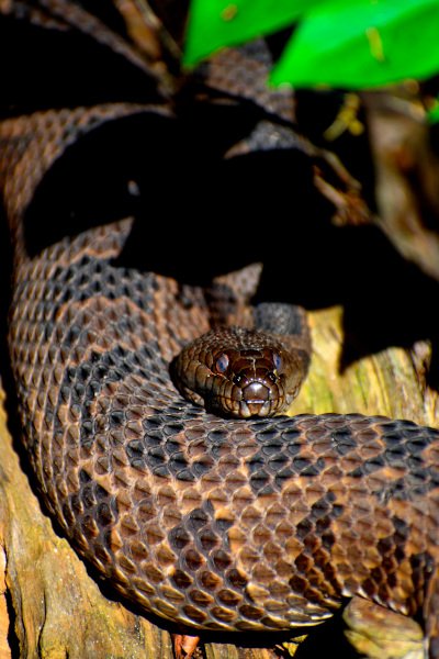 watersnake.JPG
