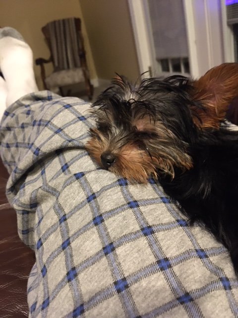 My dog 1.JPG
