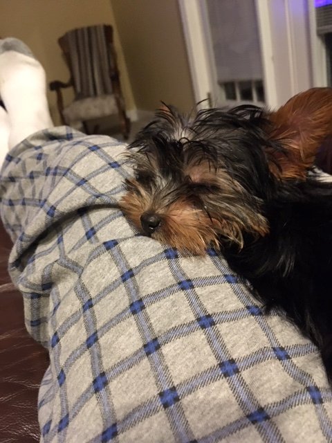 My dog extra.JPG