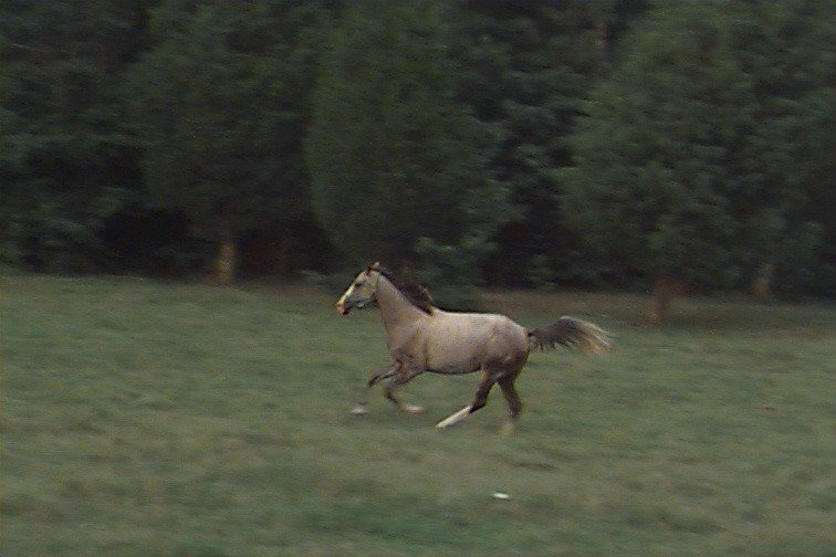 The girls named this horse dancing moonshine.jpg