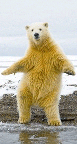 13933048-1464-4D42-BDD6-C9F3BBC3E0F0.gif