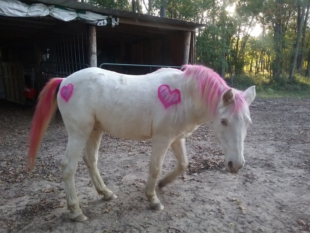 horse of a diff color 2c.jpg