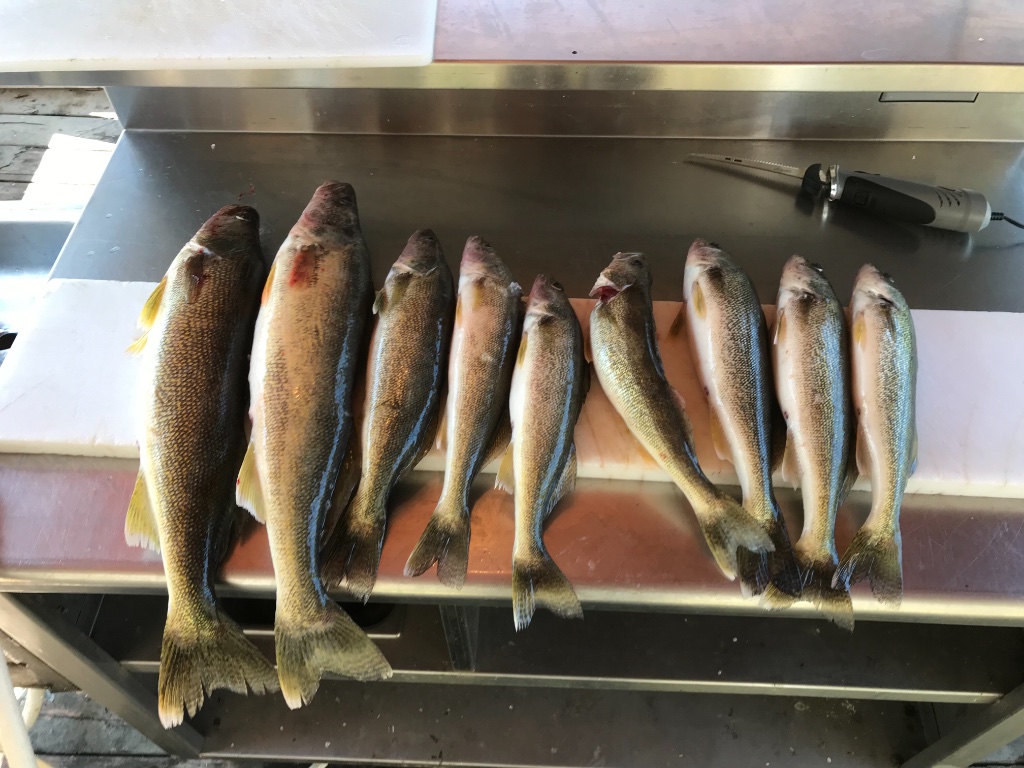 Some Erie walleye