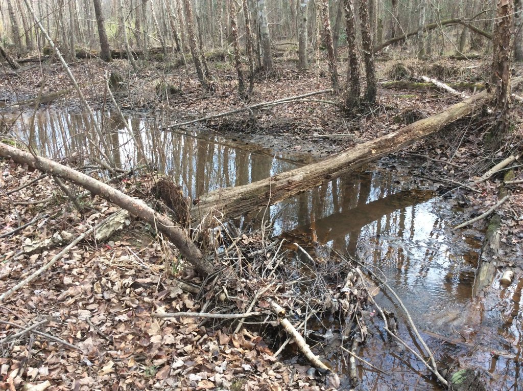 creek walk pic 10.jpg