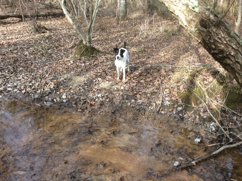 creek walk pic 9     Ace says come and jump over.jpg