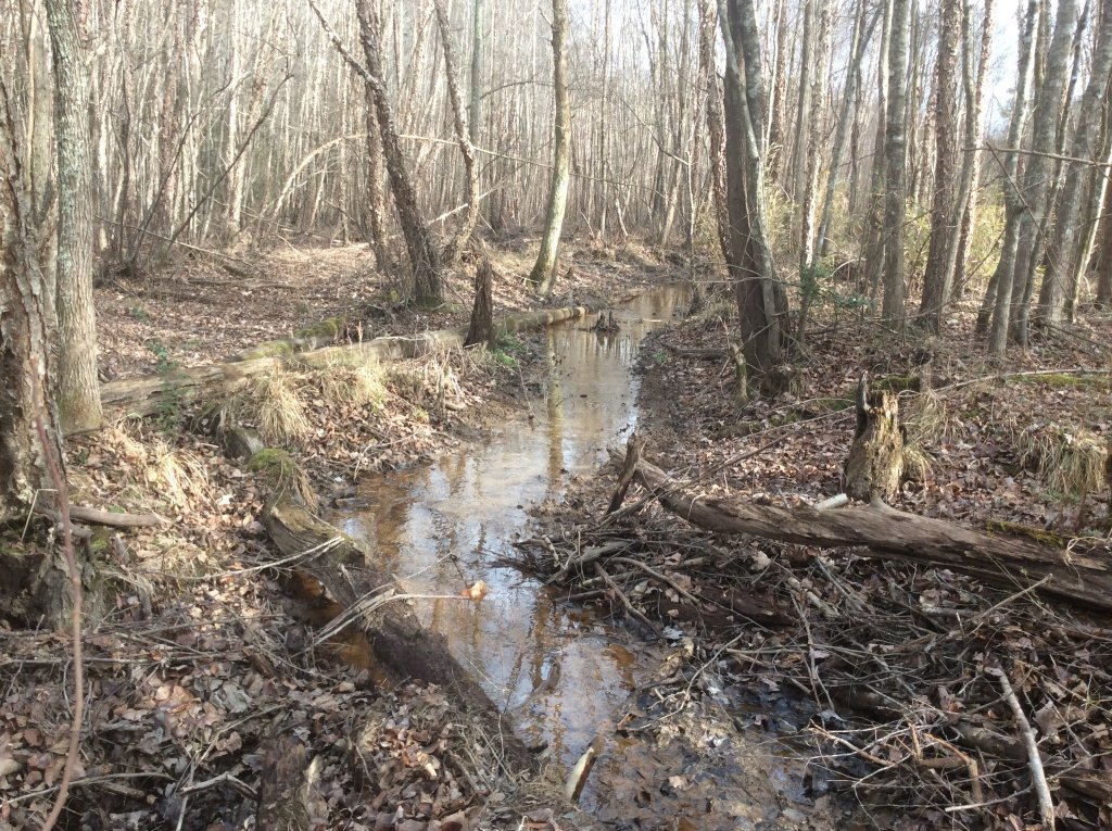 creek walk pic 8.jpg