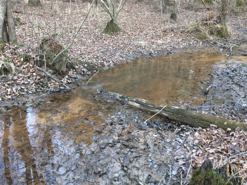 creek walk pic 7.jpg