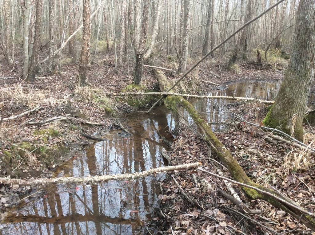 creek walk 12-31-21.jpg