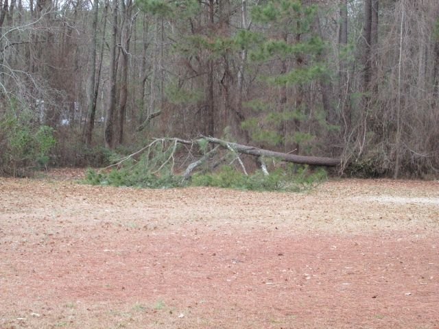 220116 004 tree down 002.jpg