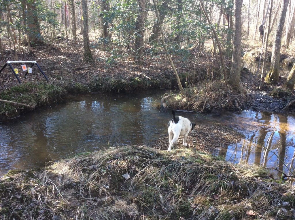 Ace doing his thing.jpg