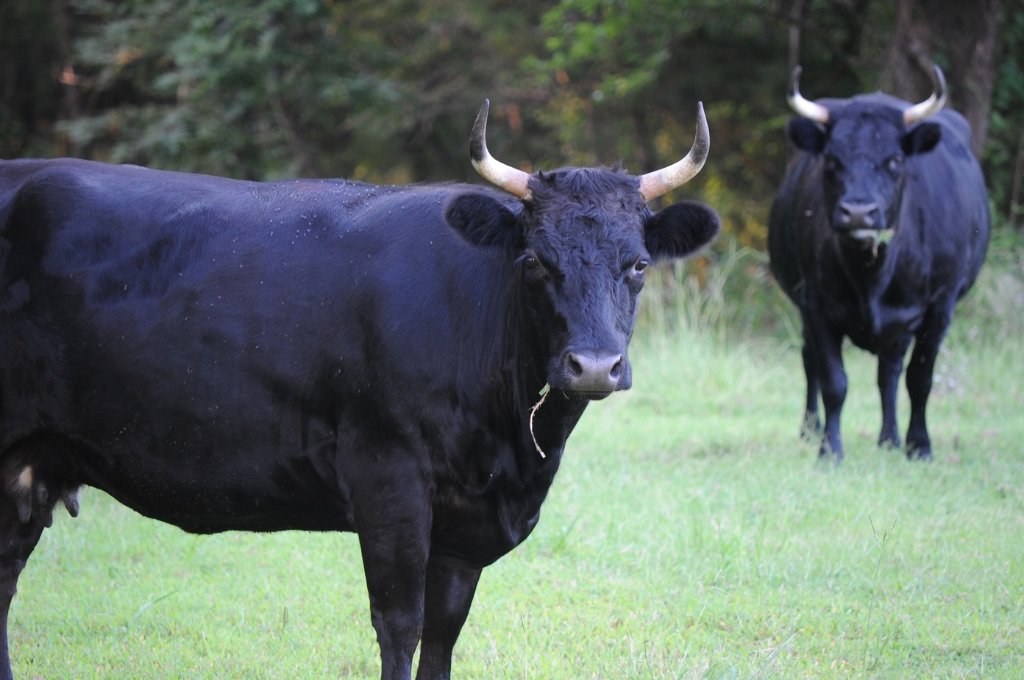 crazy cows.jpg