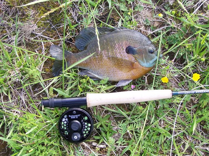 I do catch one now and then.jpg