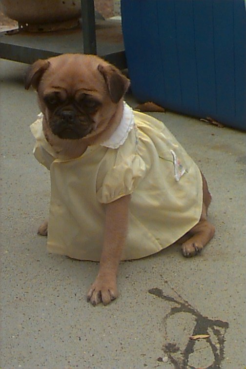 pug in a dress.jpg