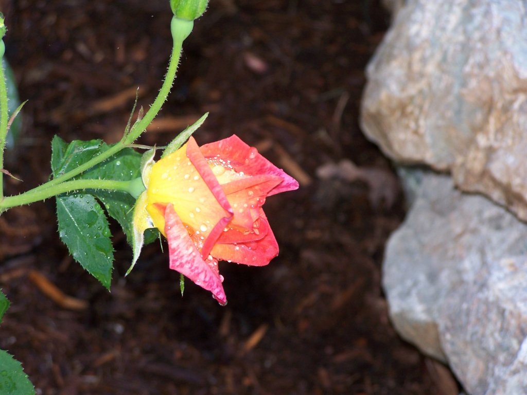 josephs coat first bloom 8.jpg