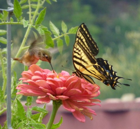 Hummingbird butterfly.jpg