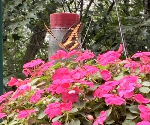 Hummingbird butterfly 2.jpg