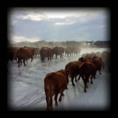 Winter cows.jpg