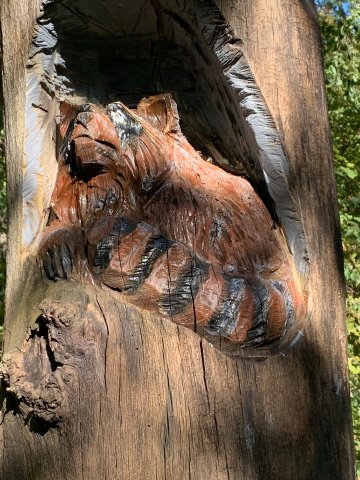 Racoon new paint.jpg