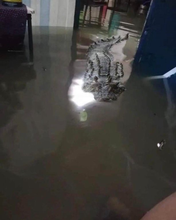 gator in the house.jpg