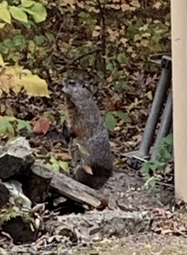 Woodchuck.jpg