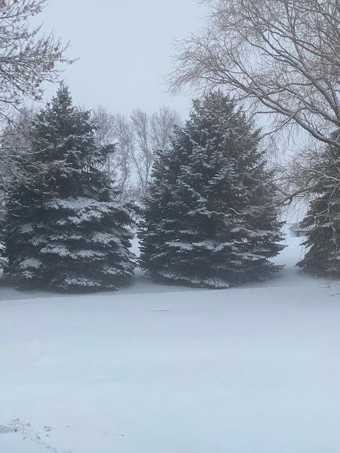 221214 001 1st winter snow 002.jpg