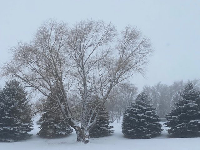 221214 001 1st winter snow 001.jpg