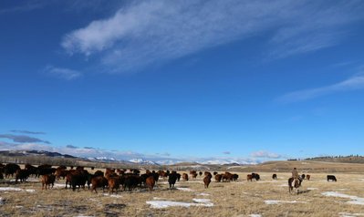 Dakota and me moving cows on Alberta Ranch