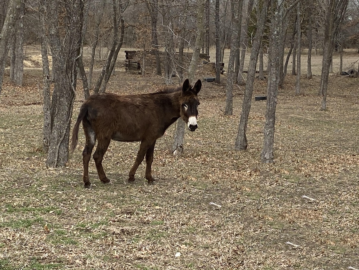 donkey 2 230220.jpg