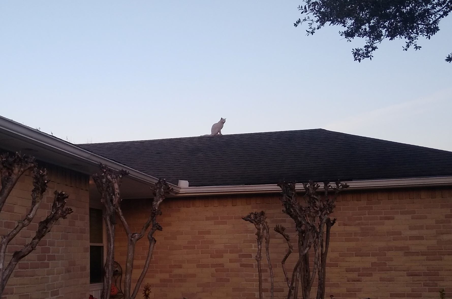Cat on Roof (2).jpg
