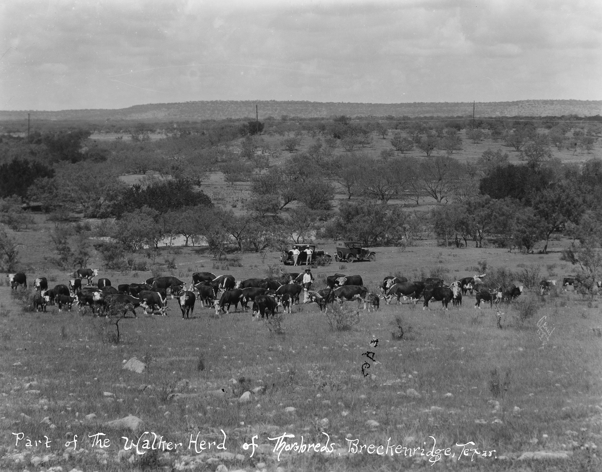 Walker Herd.jpg