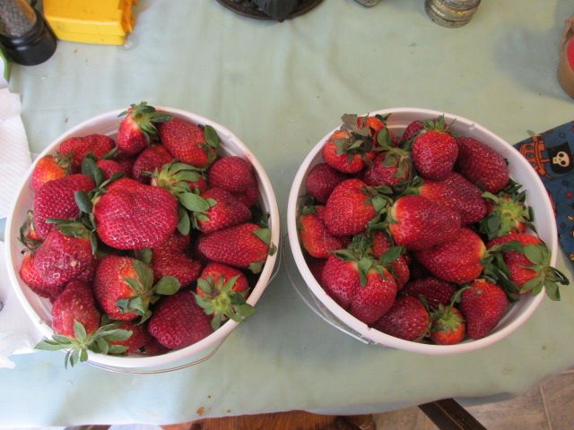 230330 001 Porter Farms first pick 001.jpg