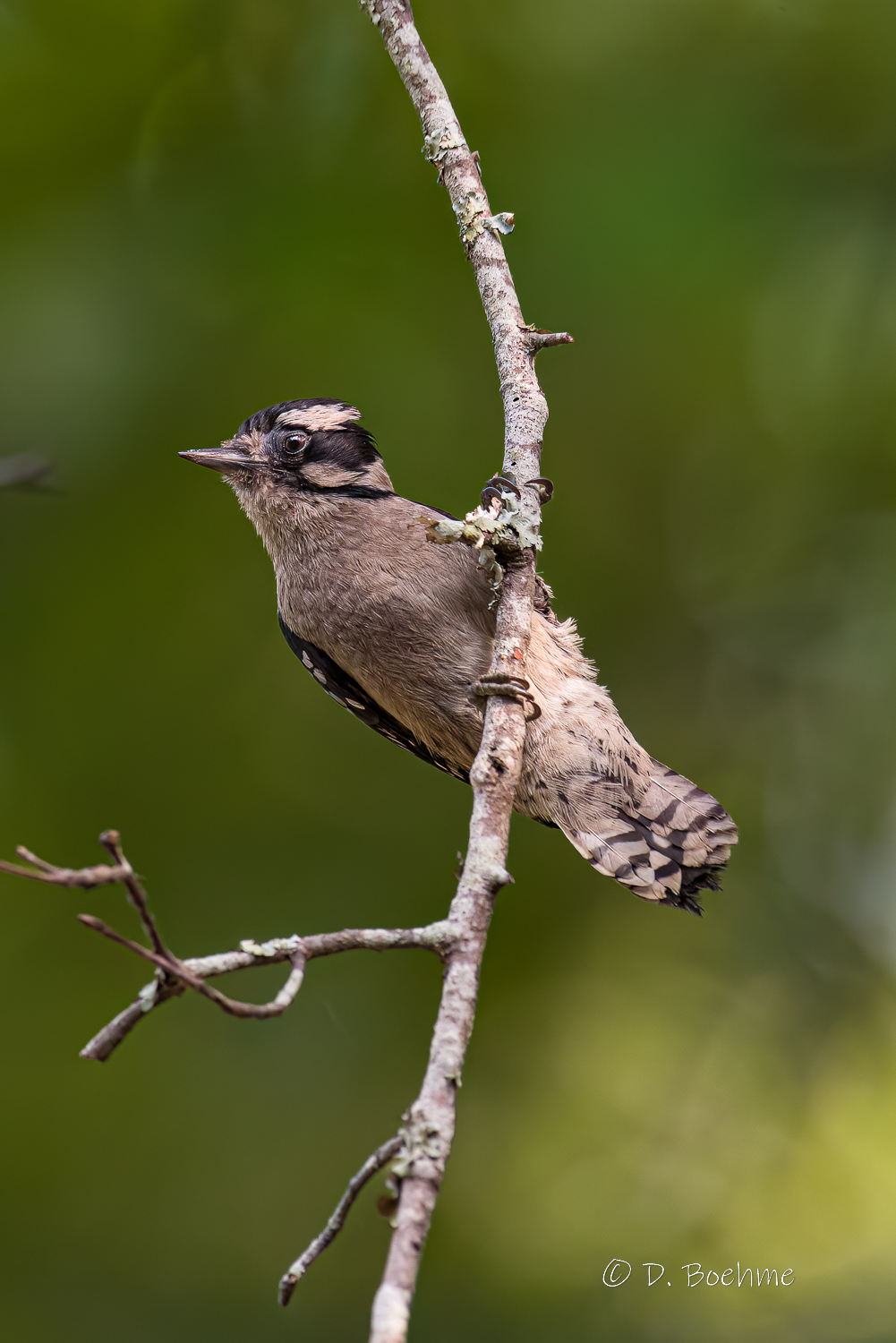 _DAB8905-DeNoiseAI-low-light.jpg