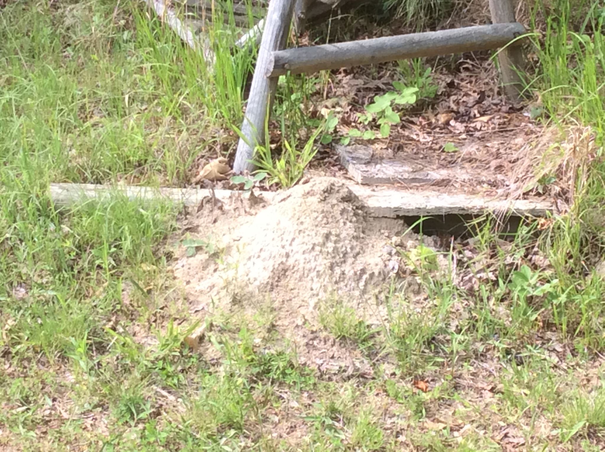 fire ant mound  pic 2.jpg